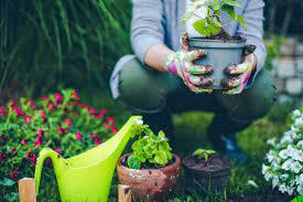 Ofrecidos Sin datos  JARDIN